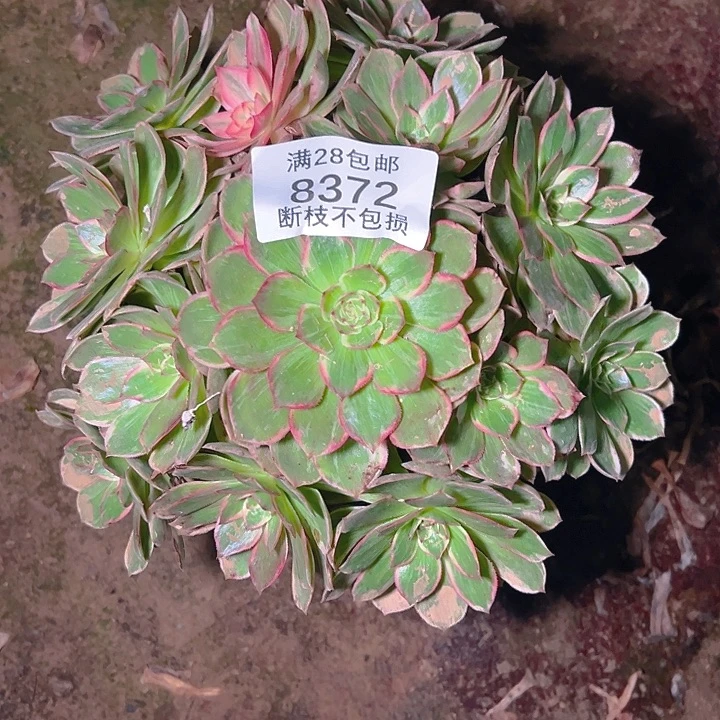 8372莲花座多肉植物