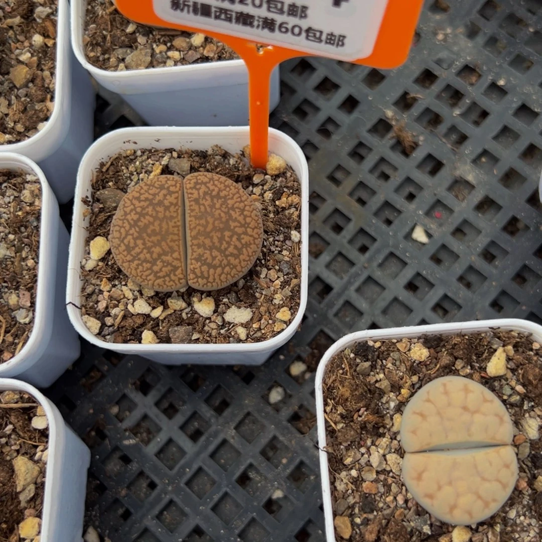 用***7374 一物一拍，默认有伤，介意勿拍，不退不换