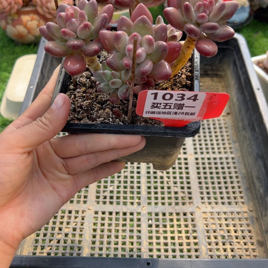 表妹精品多肉1034.