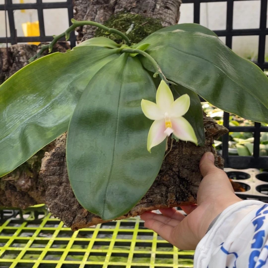 完全开放（粉荧光）板植、有老化根