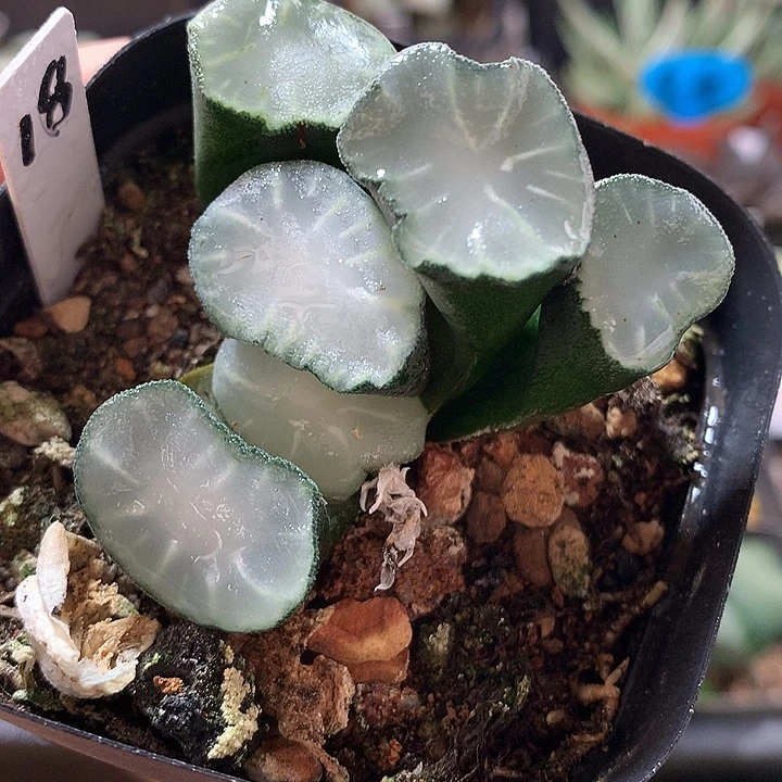 18号白瓷万象一物一拍