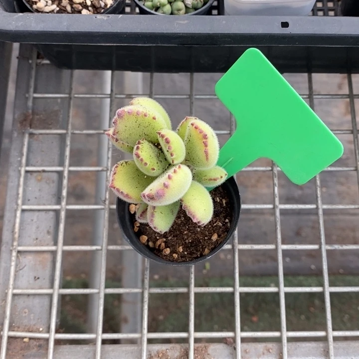 Ｏ****調伯克利和格蕾纳等著名音乐家