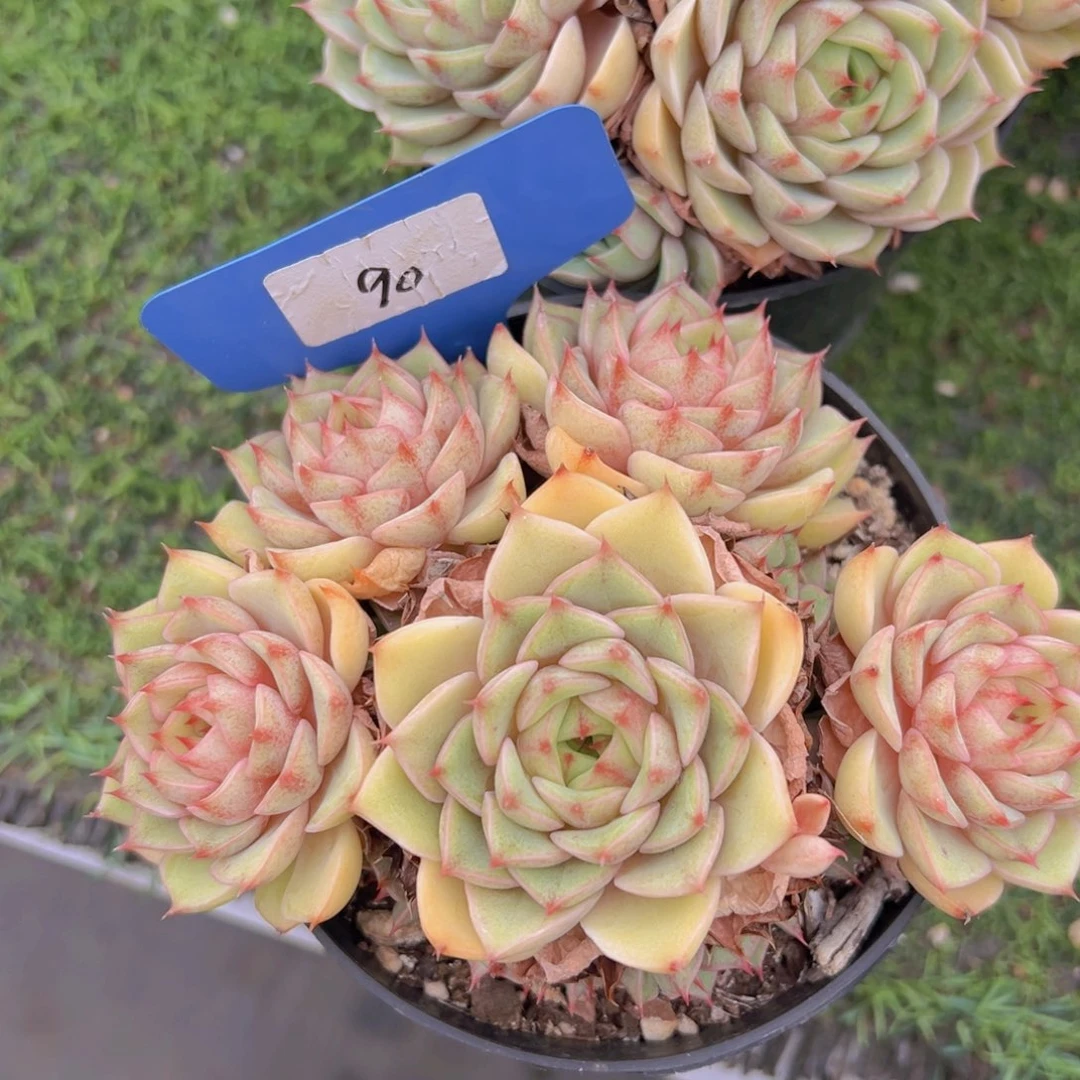 福利来啦打脸的一