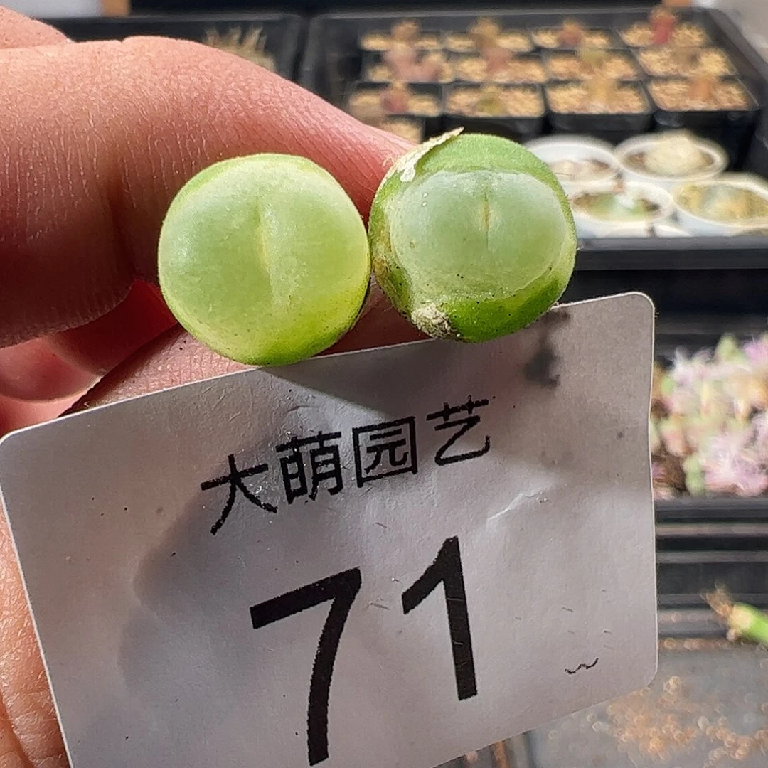 一物一拍。        71