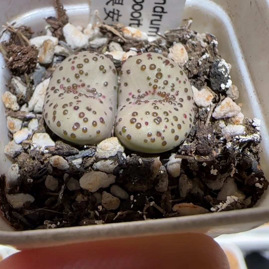 肉锥多肉植物百科-火龙果安贞1653