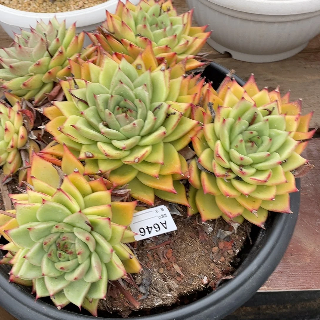 若如东云单拍A646