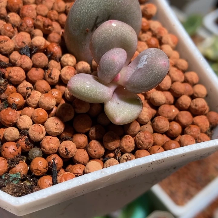 宽大叶奶酪锦基因多肉植物多肉植物