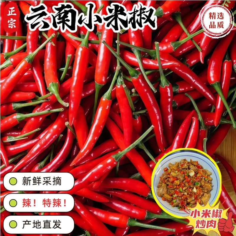 【精选品质】正宗云南小米椒特辣新鲜采摘产地直发蔬菜泡椒剁椒餐饮