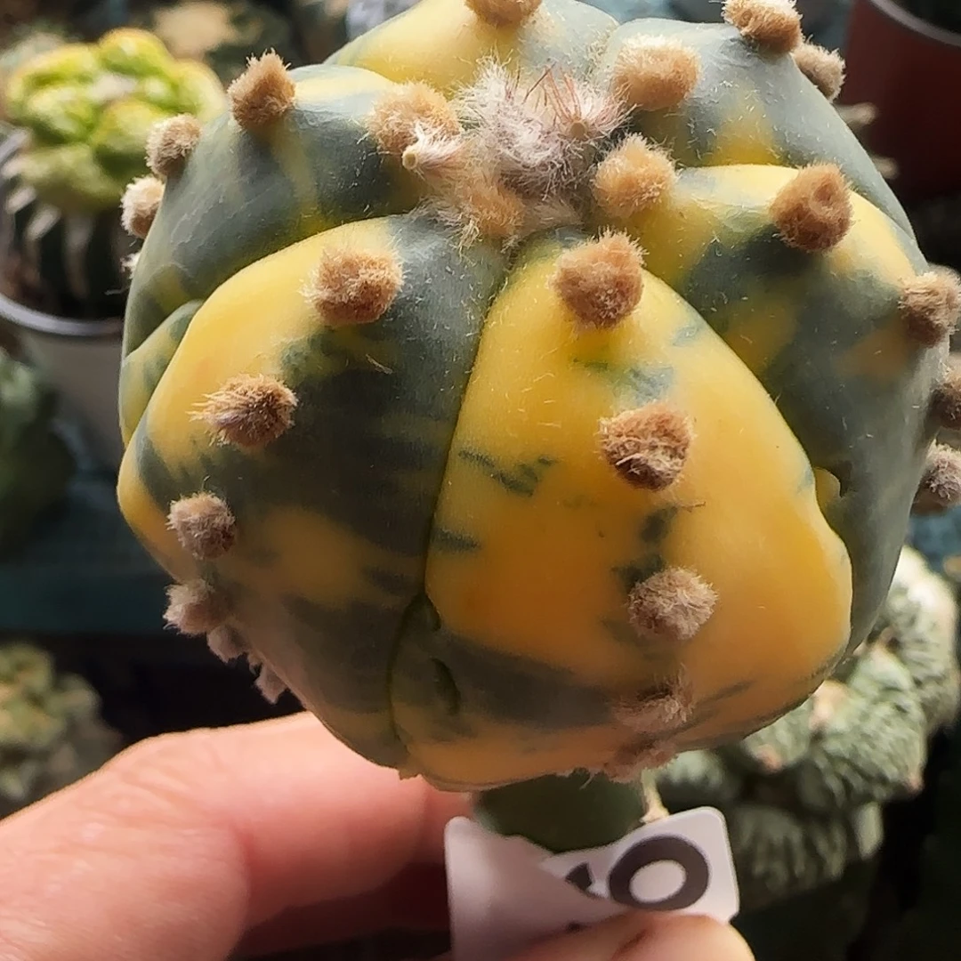 兜锦979仙人球开花