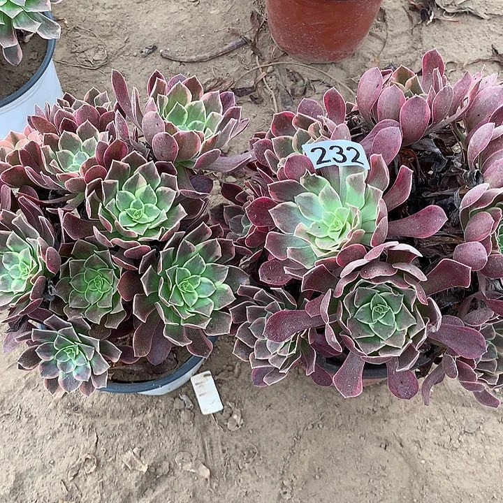 无花朵232两颗金丝缺多肉植物