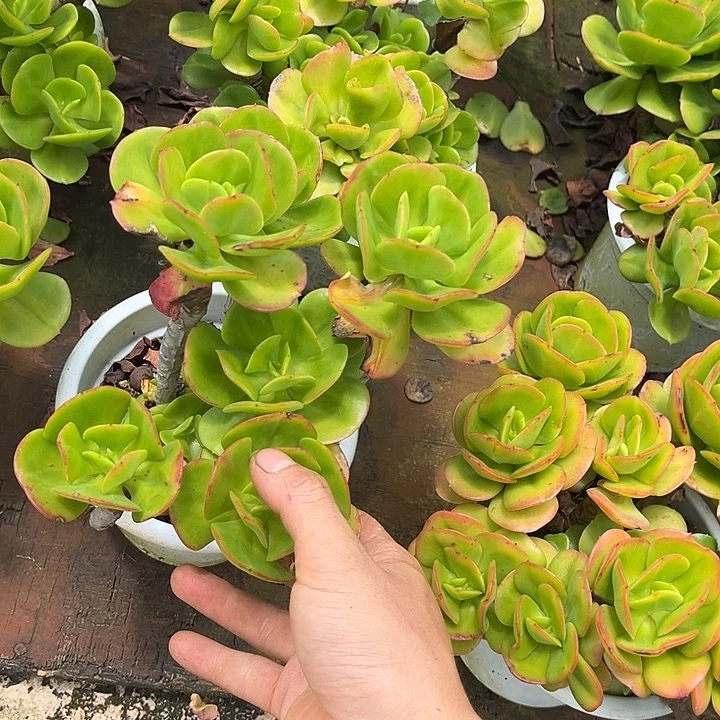 红梅13.98多肉植物精品砍