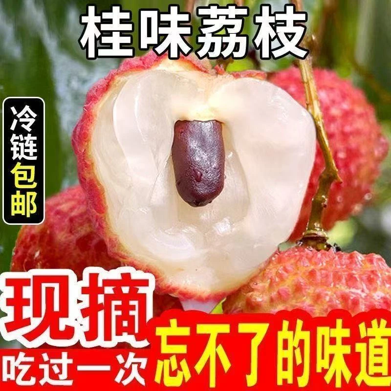 【两广专拍申通冷链】果园直发鲜果桂味荔枝新鲜现摘现发整箱6斤
