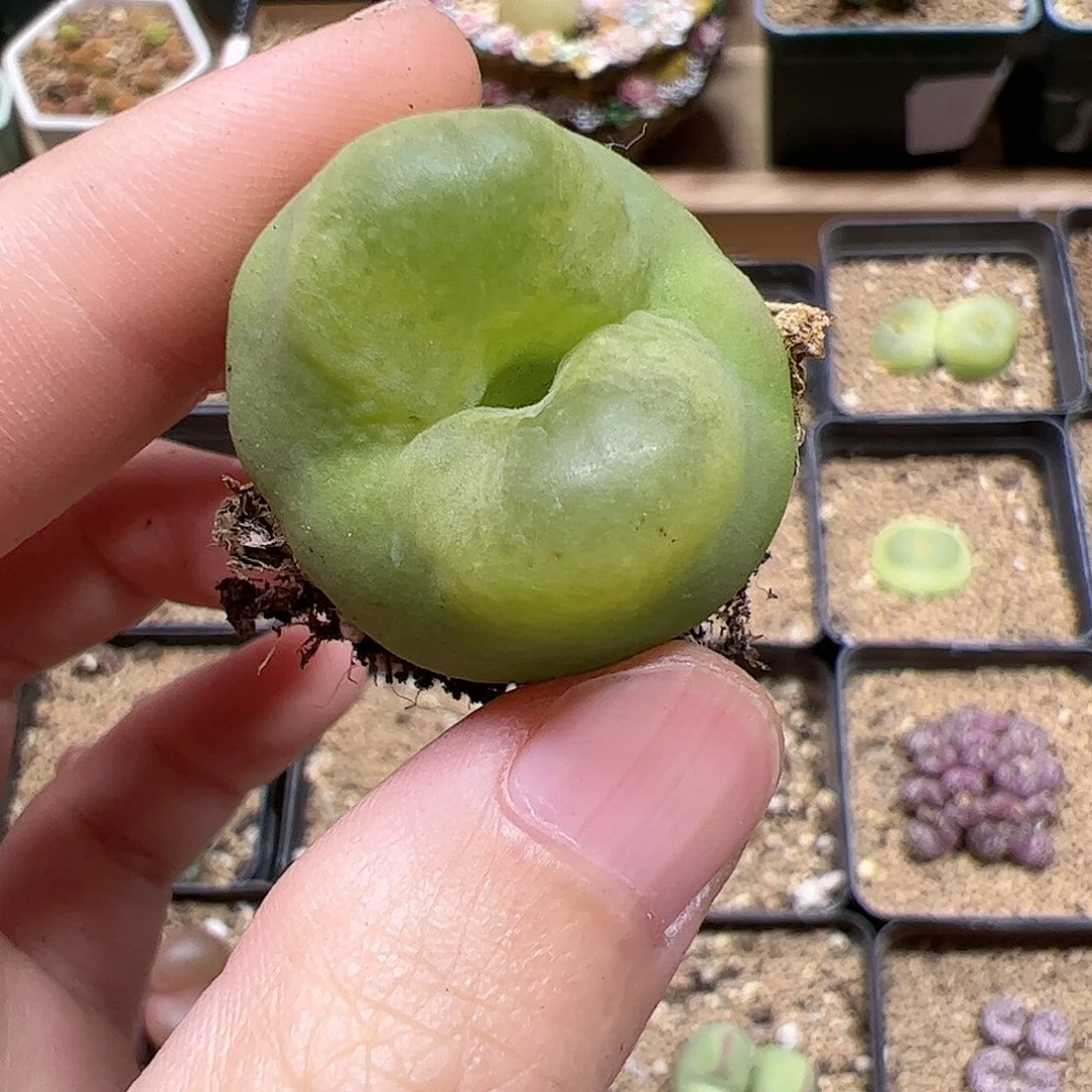 【闪购商品】136 毛毛