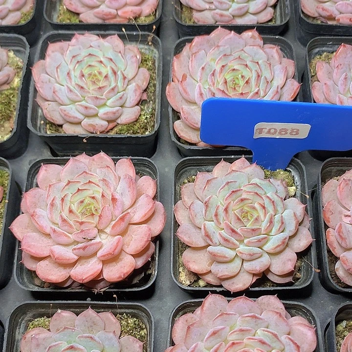 t066白胖子单头脱土