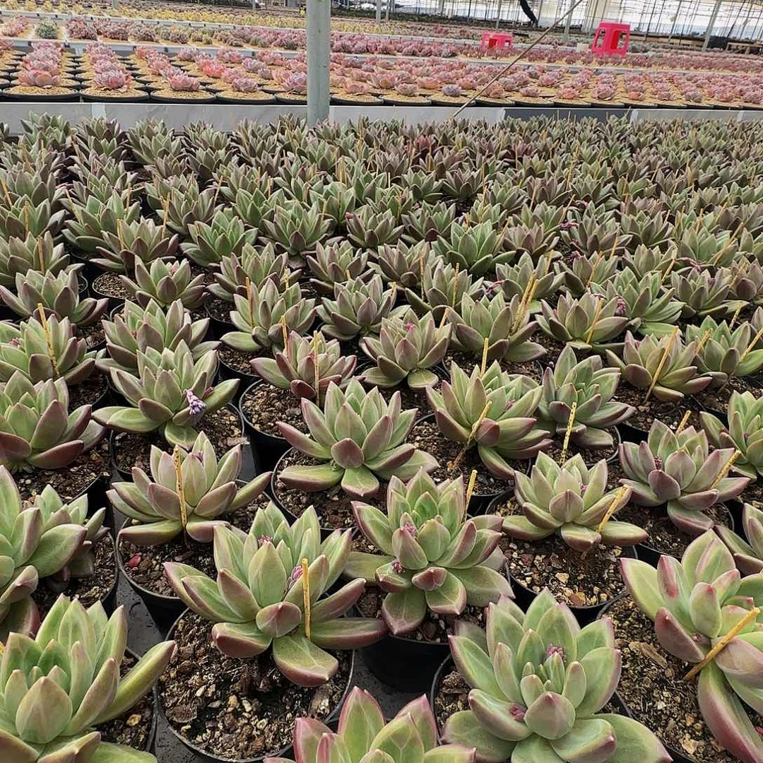 迷雾泡泡潜力股呀