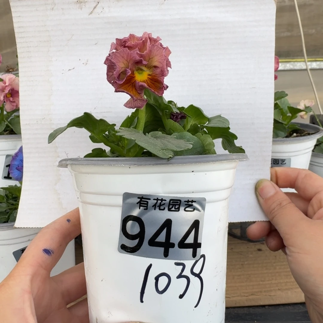 无花朵944号角堇