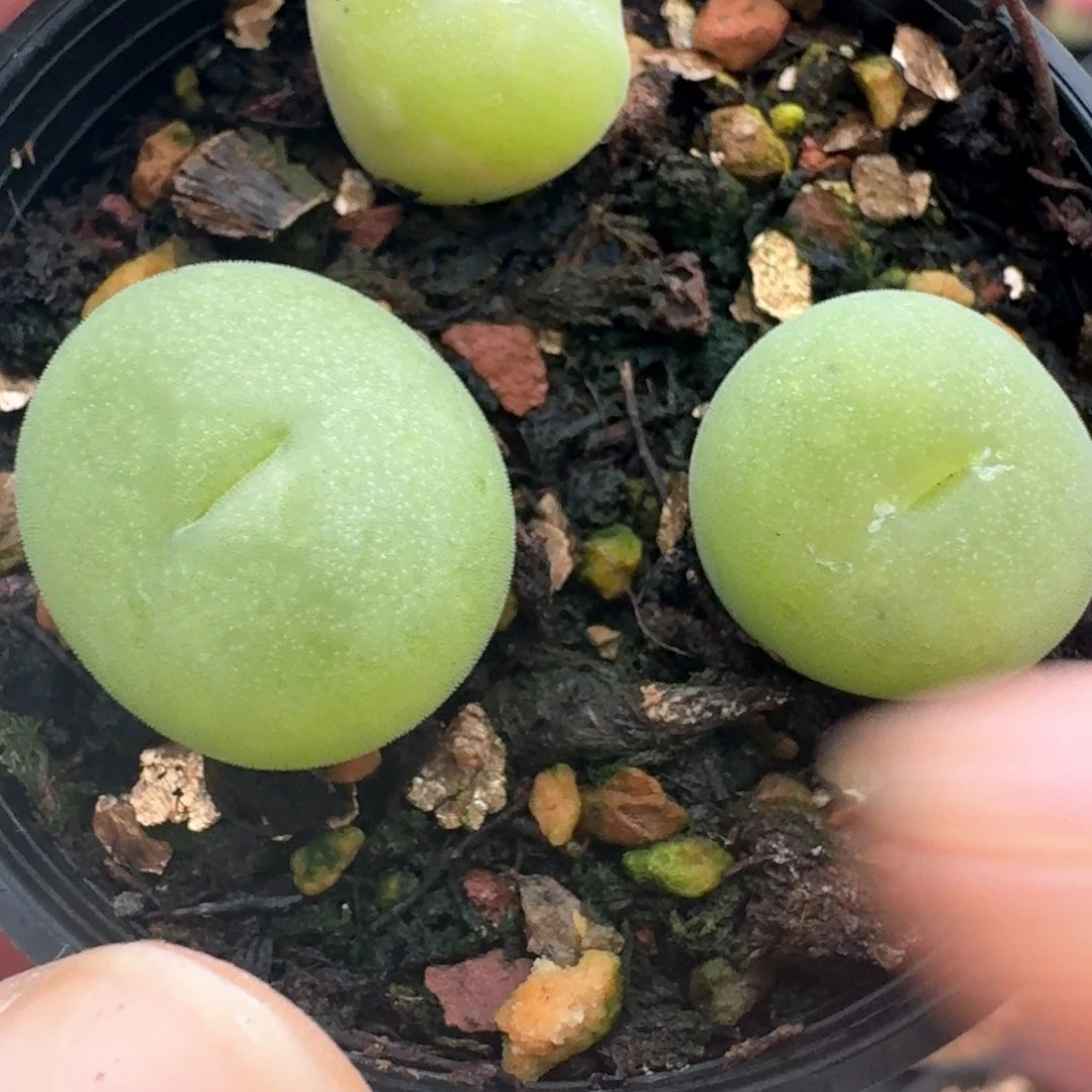 304带盆土发货0000000