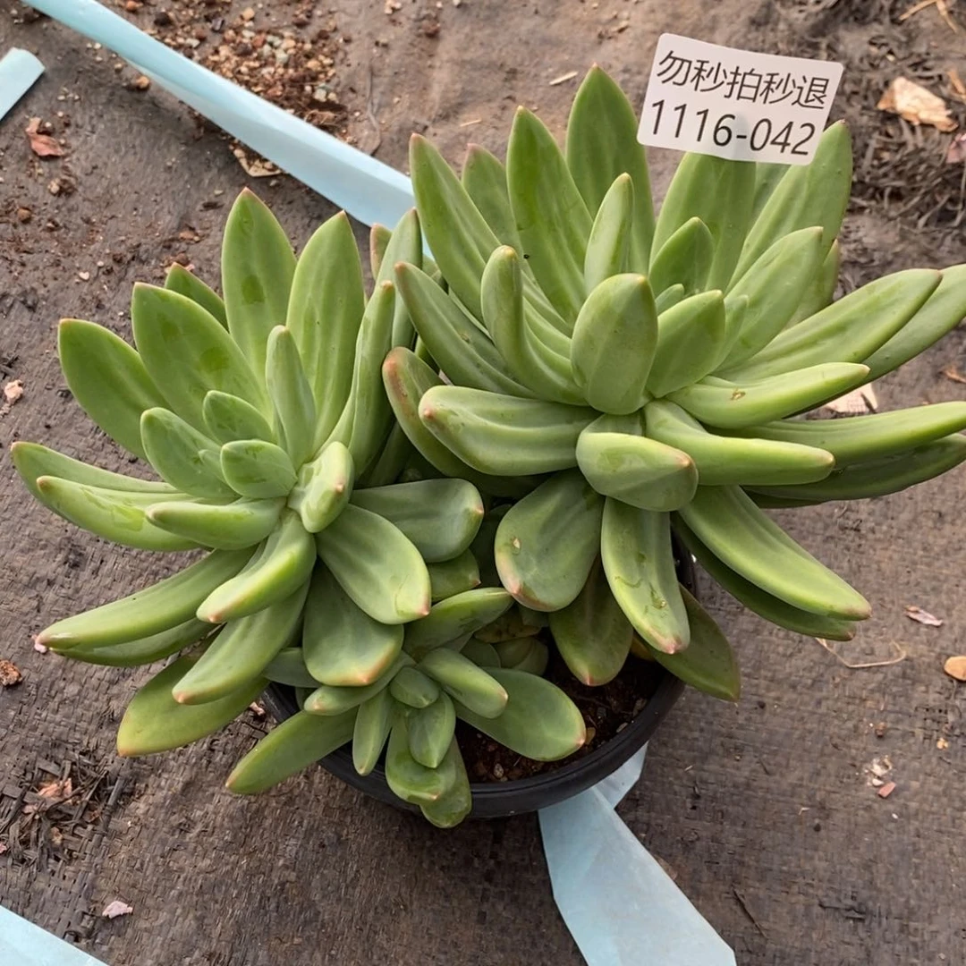 两单包邮1116-42海洋之歌