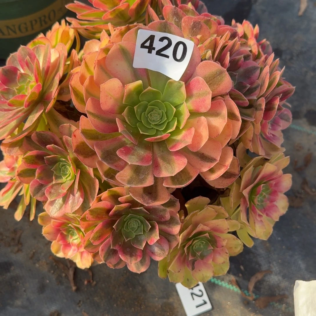 雨河多肉植物老庄420