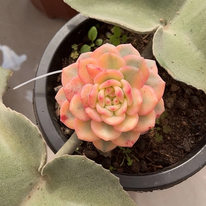 爱丽尔宽锦多肉植物