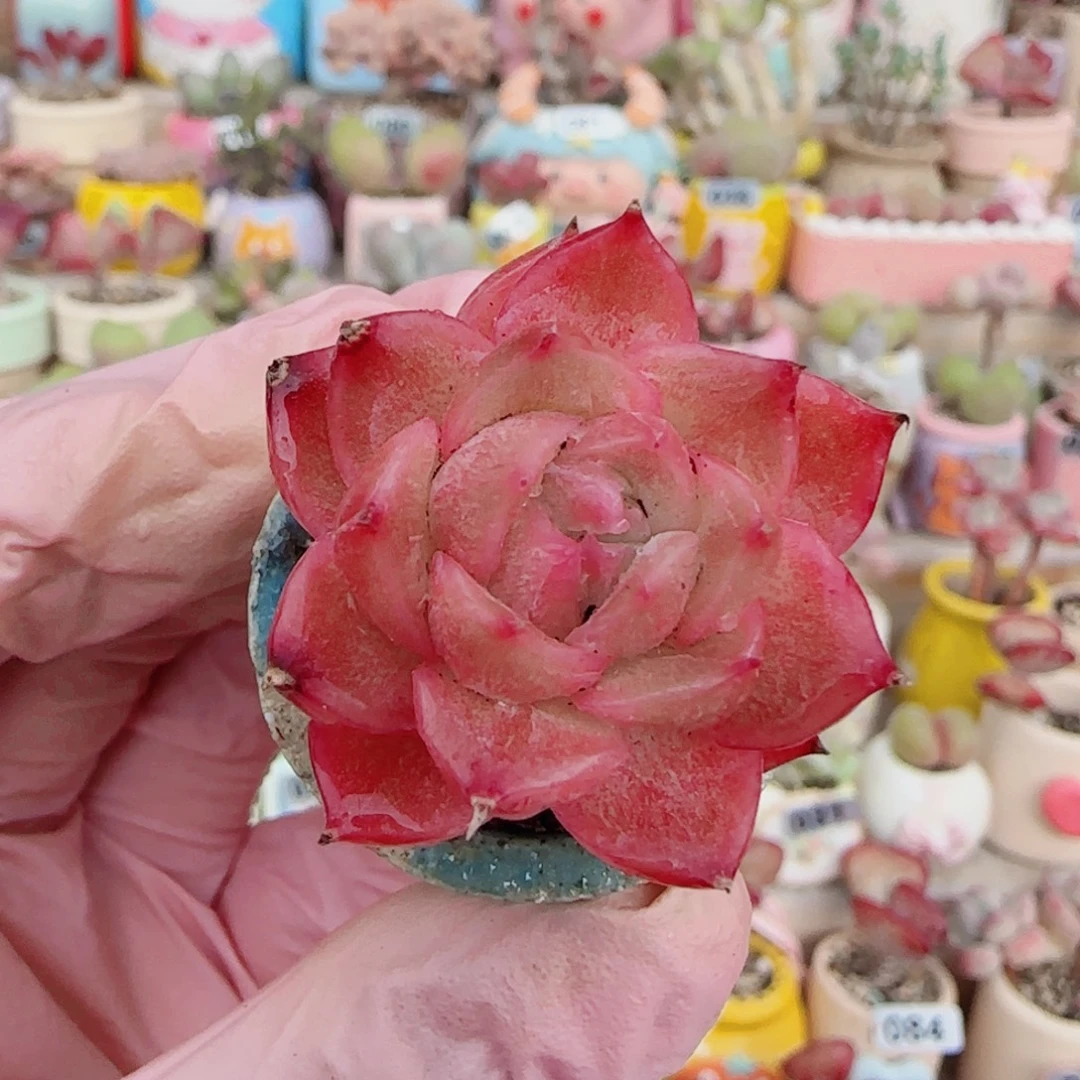 T奶杂。  盆口2.5cm