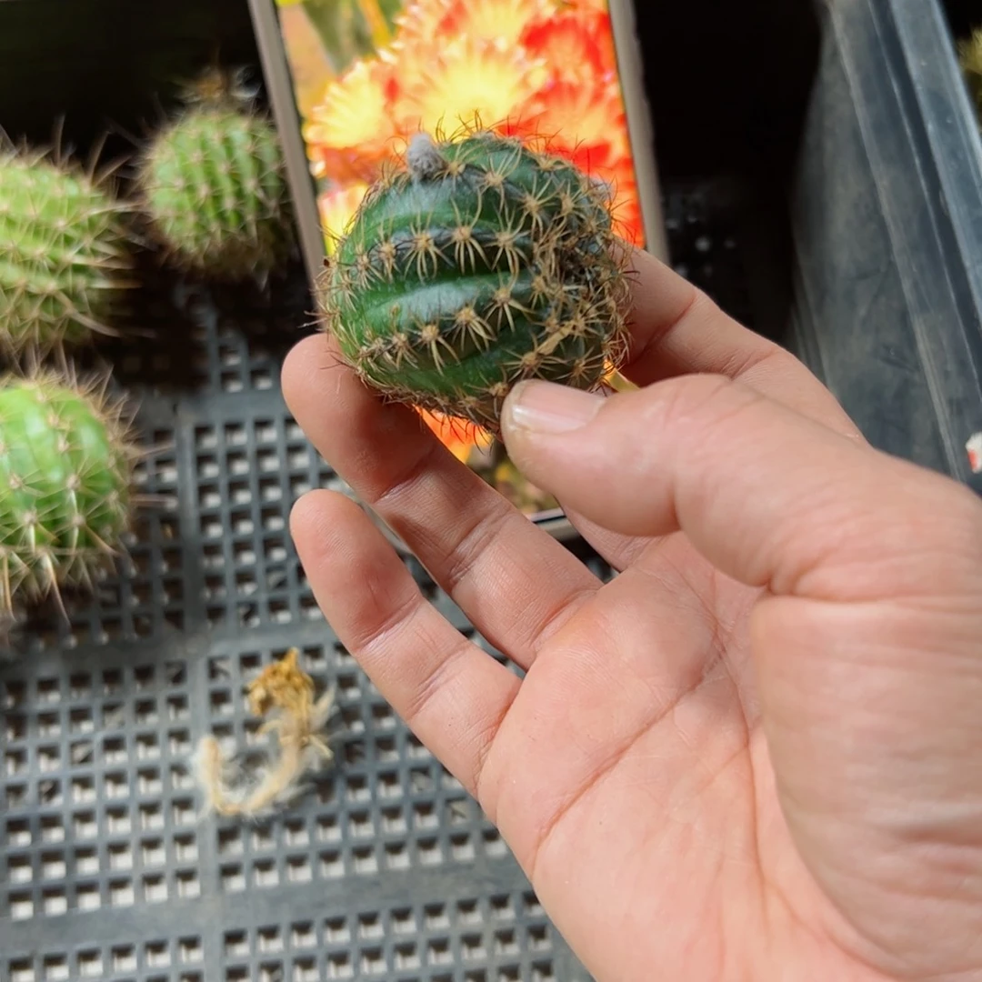 下8丽花蟠桃歪侧芽带花苞4公分左右20包邮