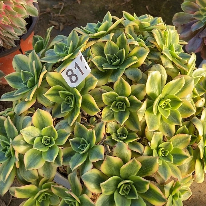 星爆813多肉不包断