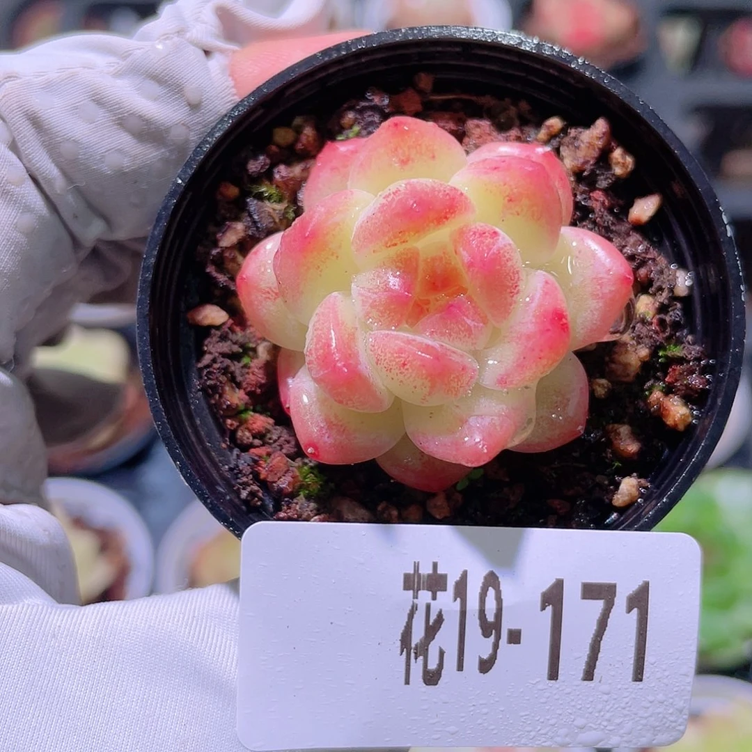 花利美19-171新品