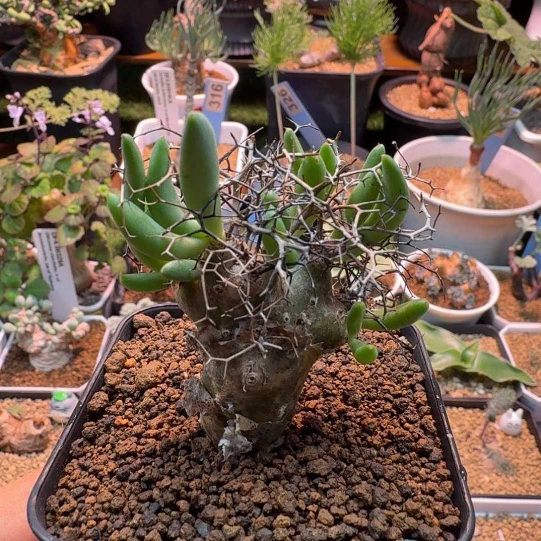 钢丝球万物想131 仙人掌