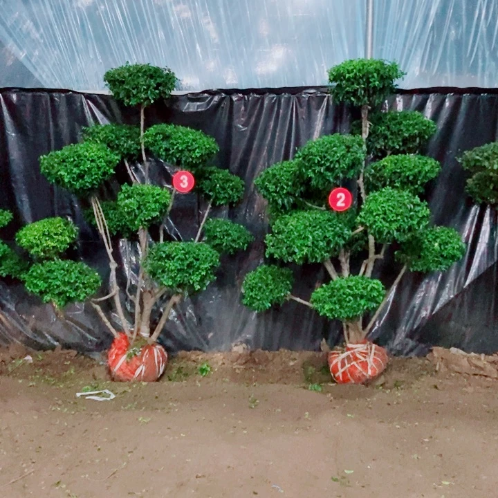 不开花植物一物一拍一对一对