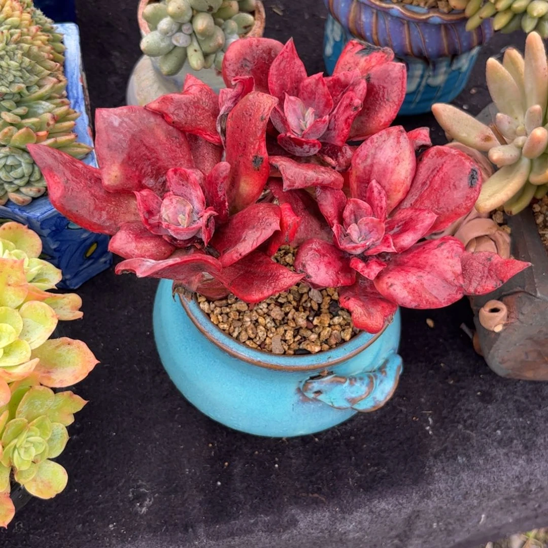 ****季111111111111111111