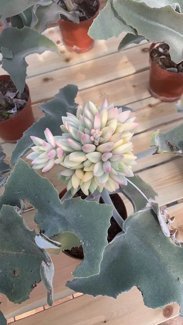 多肉植物综合链接1号