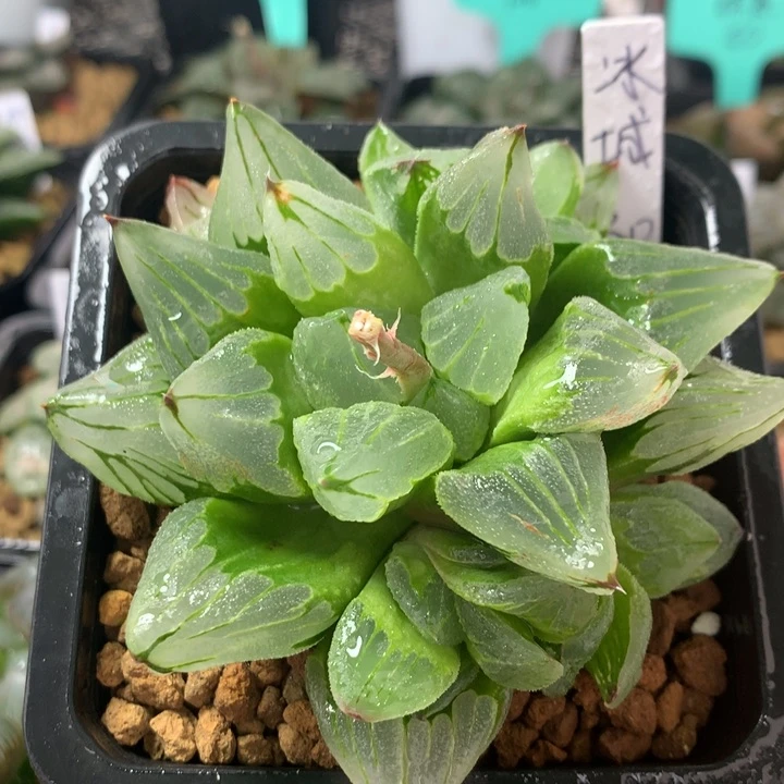 群生冰城寿一物一拍