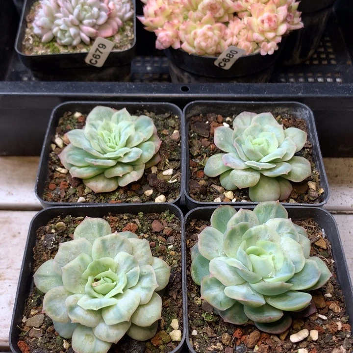 泡泡纱裙单头脱土