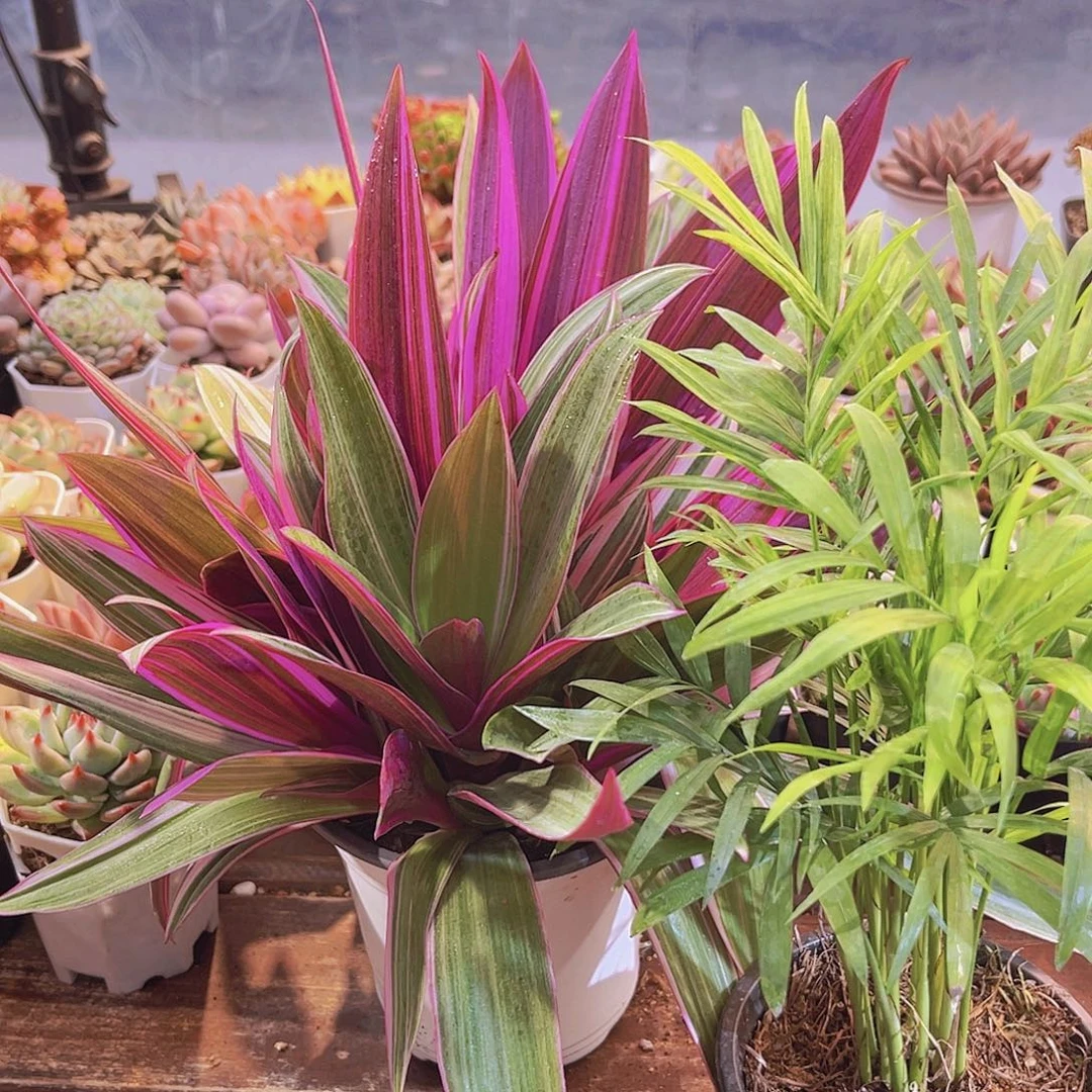 紫露兰➕椰子树11111111111