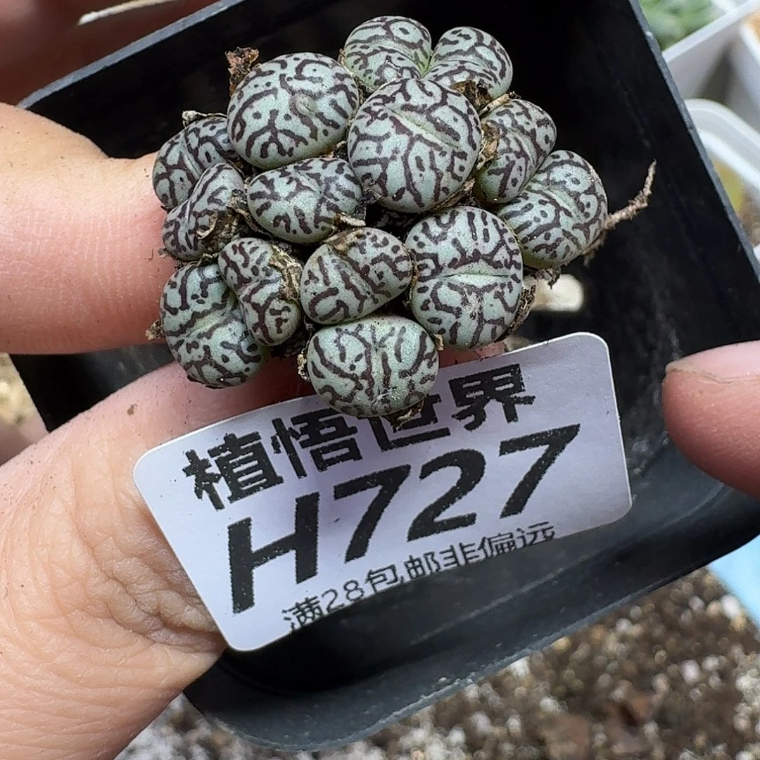 多肉植物的润泽ghnm