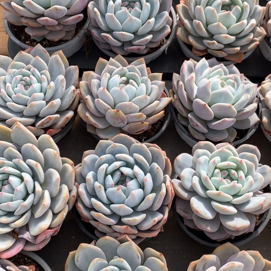 143橙梦露大单头 福利多多