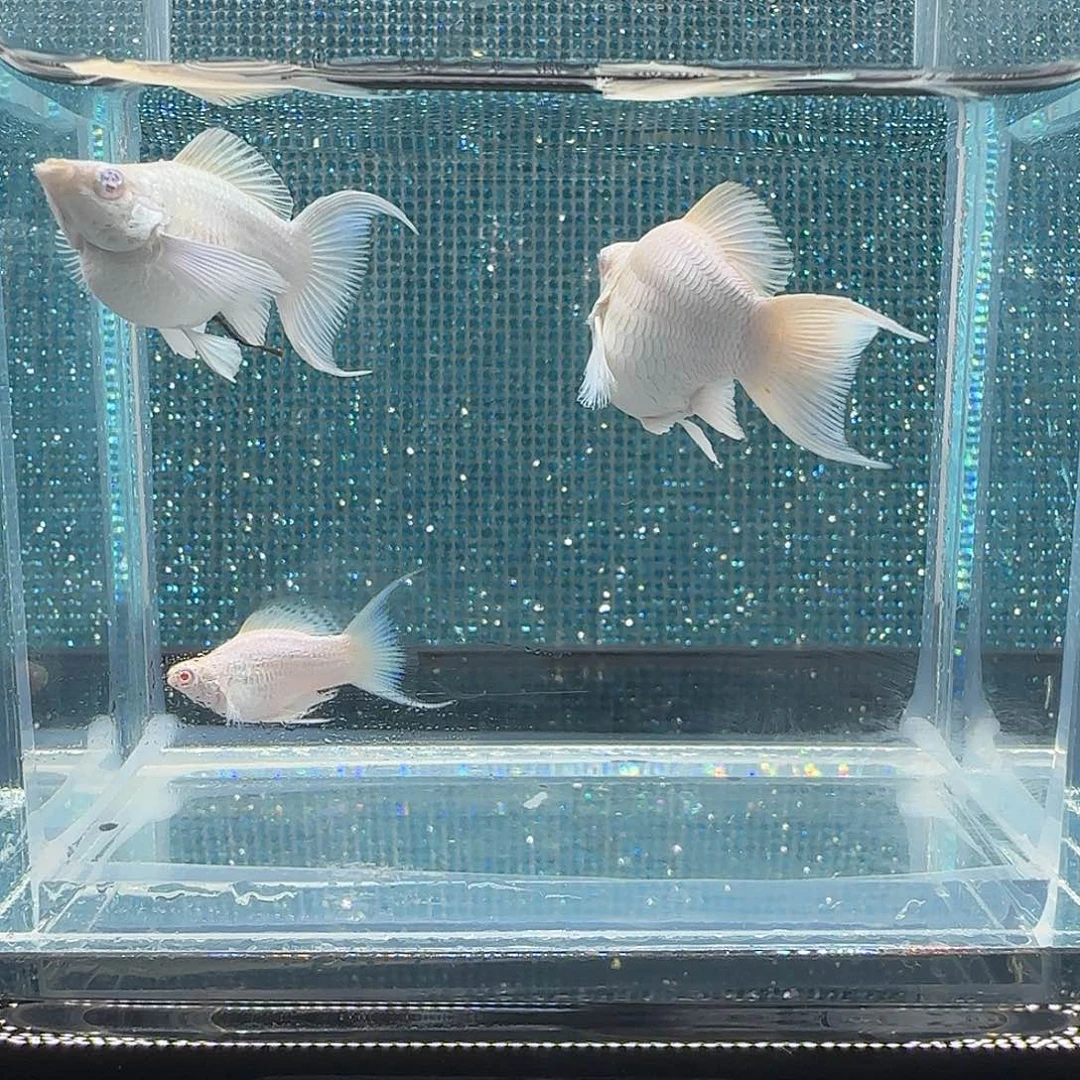 黑玛丽鱼瓷白粉钻眼