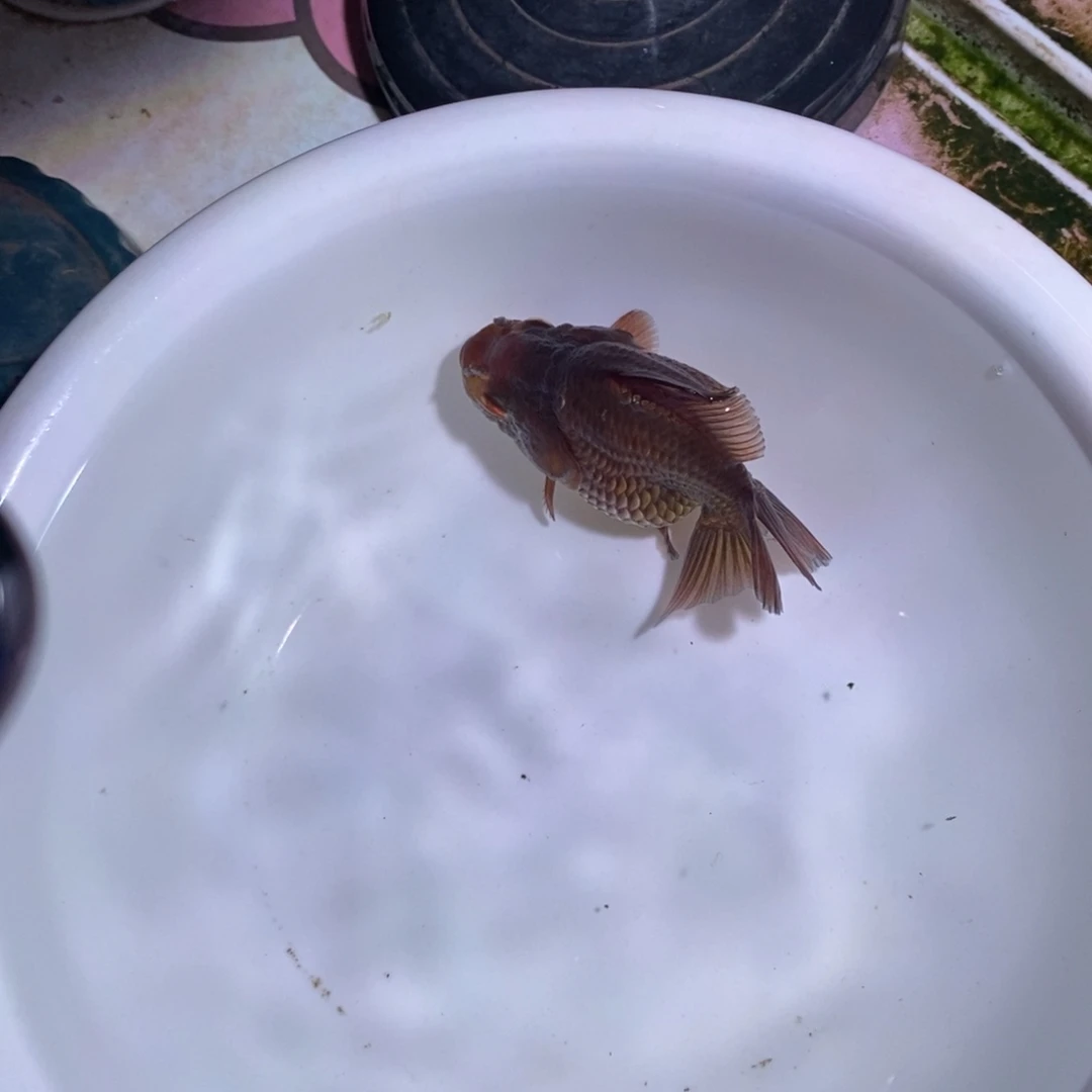 欣***荣海水玛丽商品盲盒1条鱼