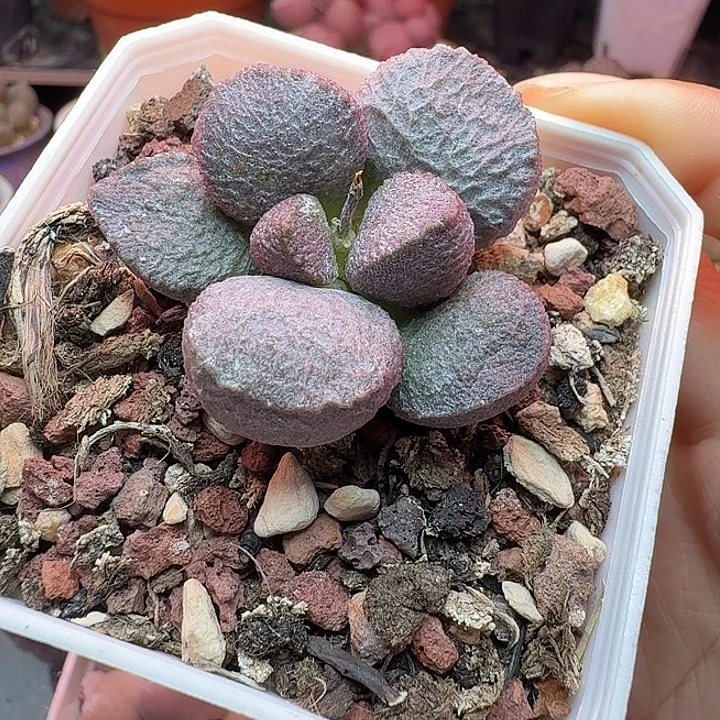 一玉1️⃣拍，带盆发货