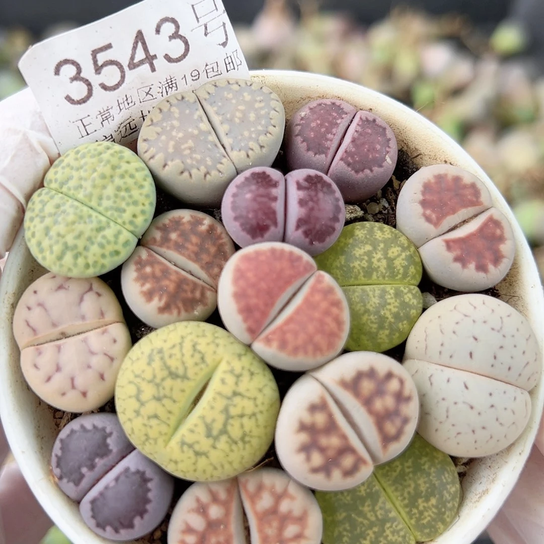 3543 好养易活生石花大母本