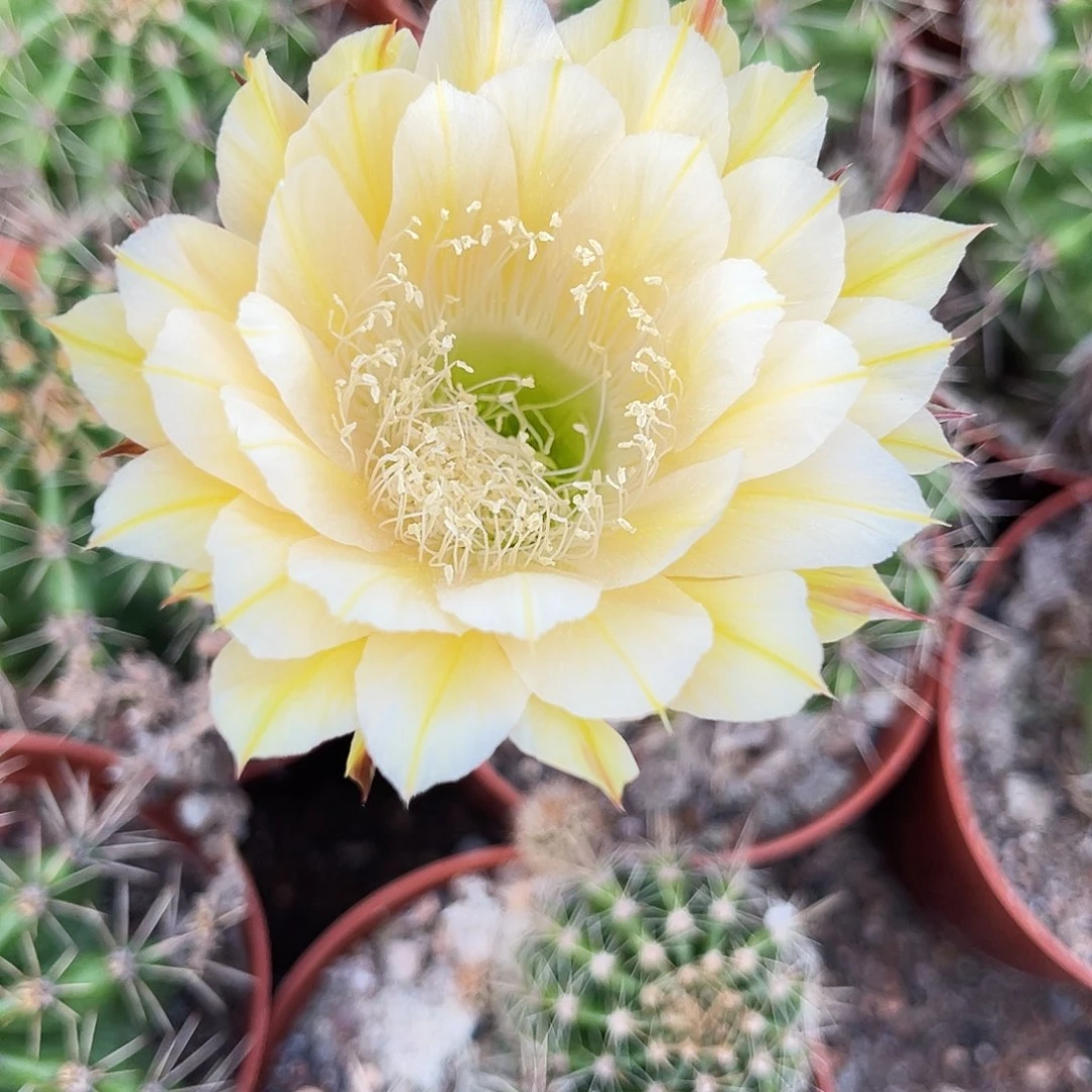 彩草黄白旭1号7公分左右