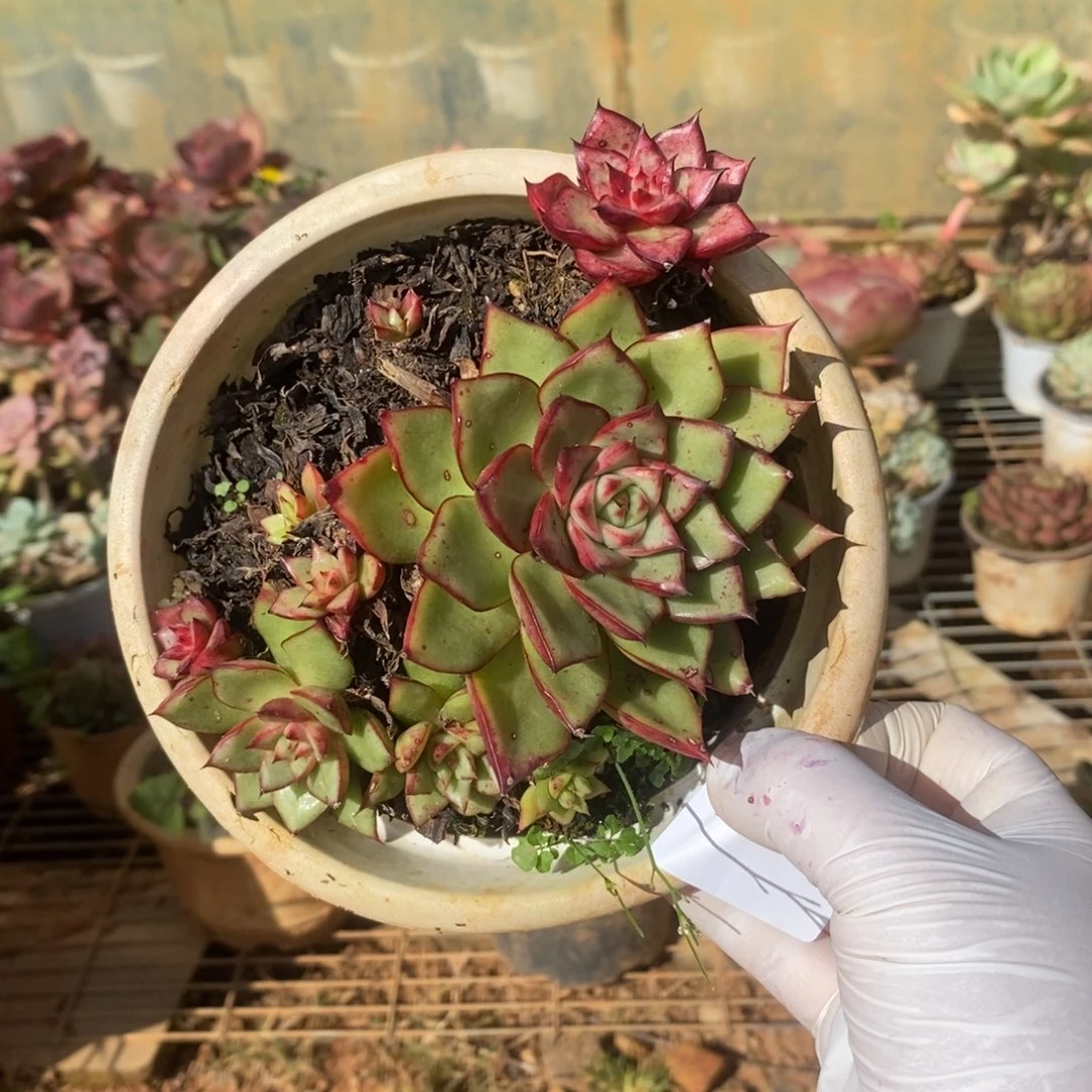 3613不知名一物一拍