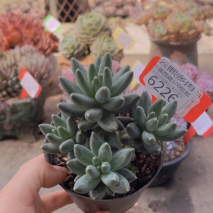 6226乌拉克拉。