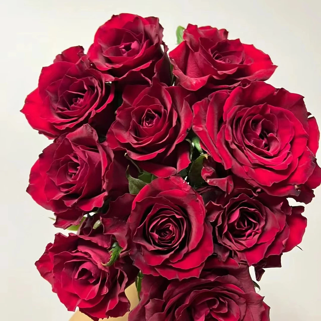 10枝传奇单头玫瑰【2单顺丰或京东】云南鲜花基地直发