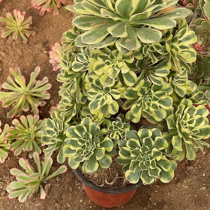 多肉植物172不售后