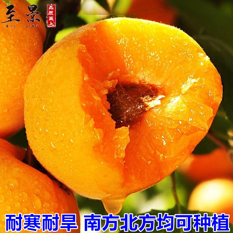特大杏树苗帝王杏果树苗金太阳大黄杏早熟甜杏苗庭院地栽盆栽耐寒