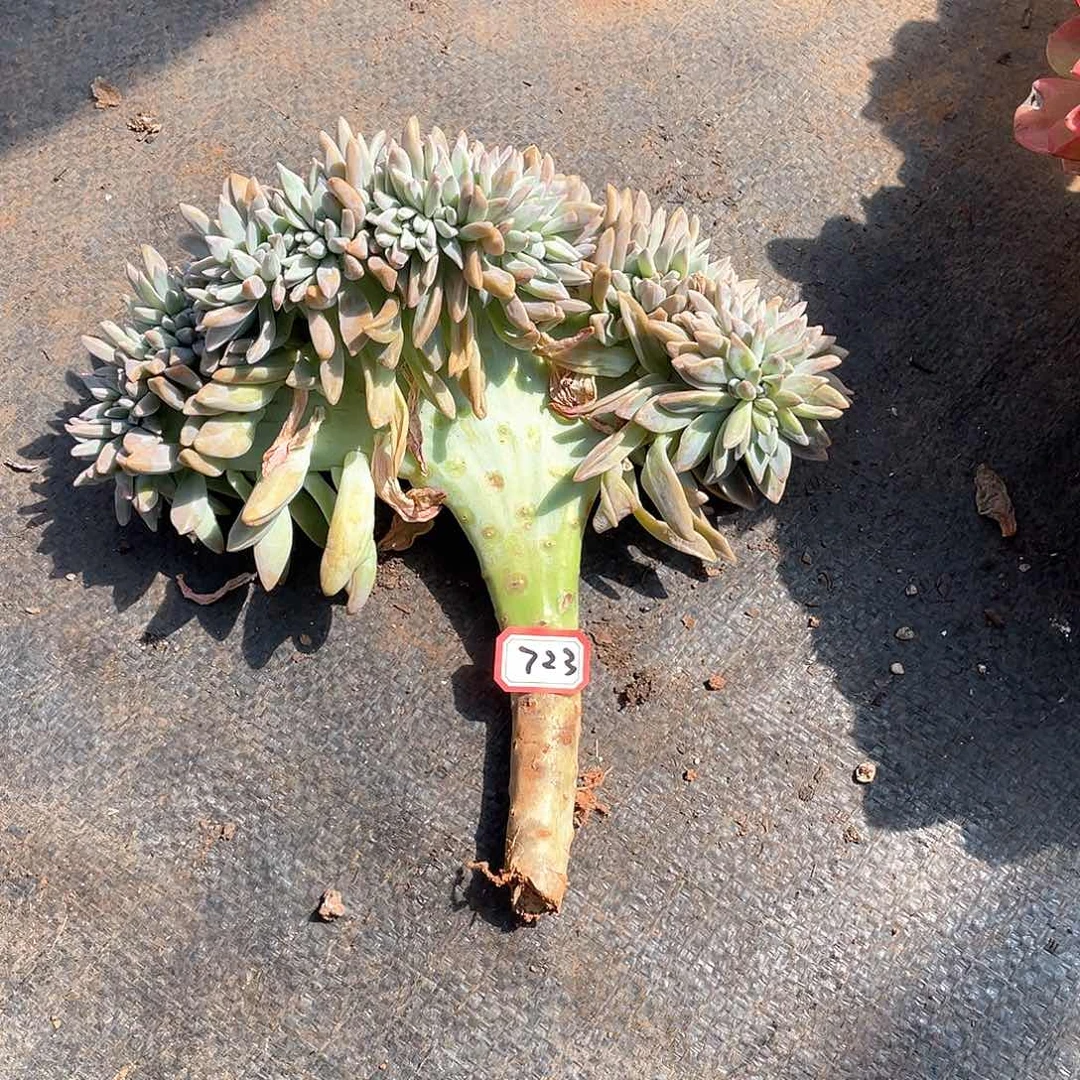 723淡雪缀 一物一拍多肉