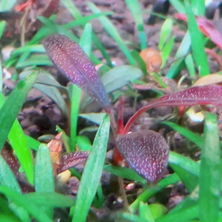 福利59号福利价植物一头（老幽灵