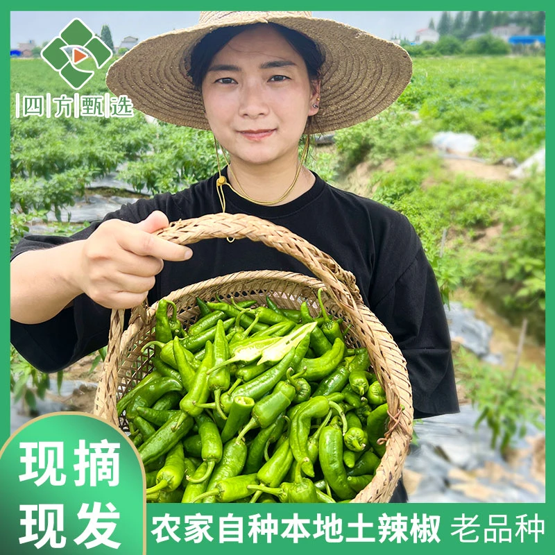 【赶大集】湖南本地早辣椒泡泡辣椒老品青辣椒土辣椒扯树辣椒